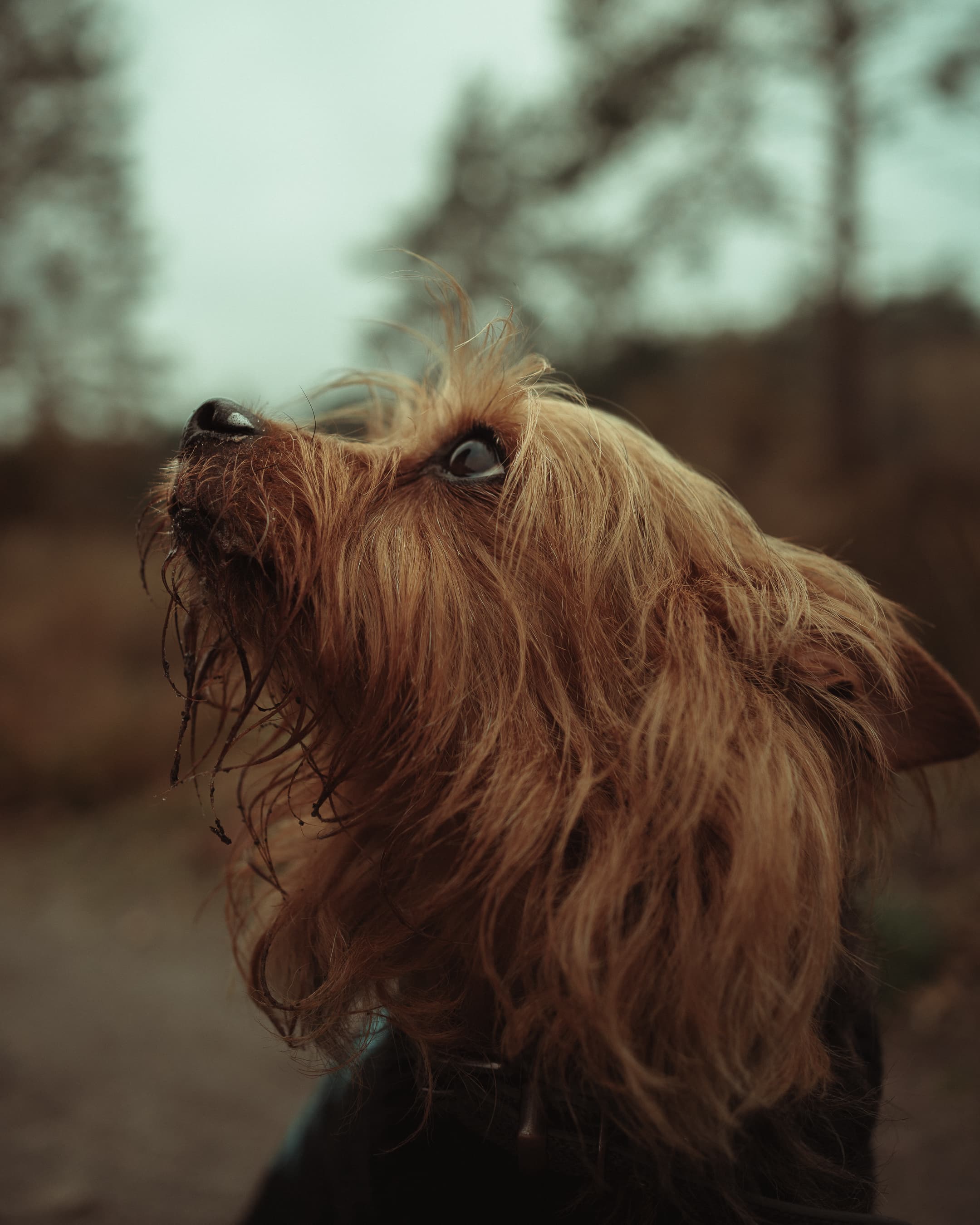 terrier looking up forest